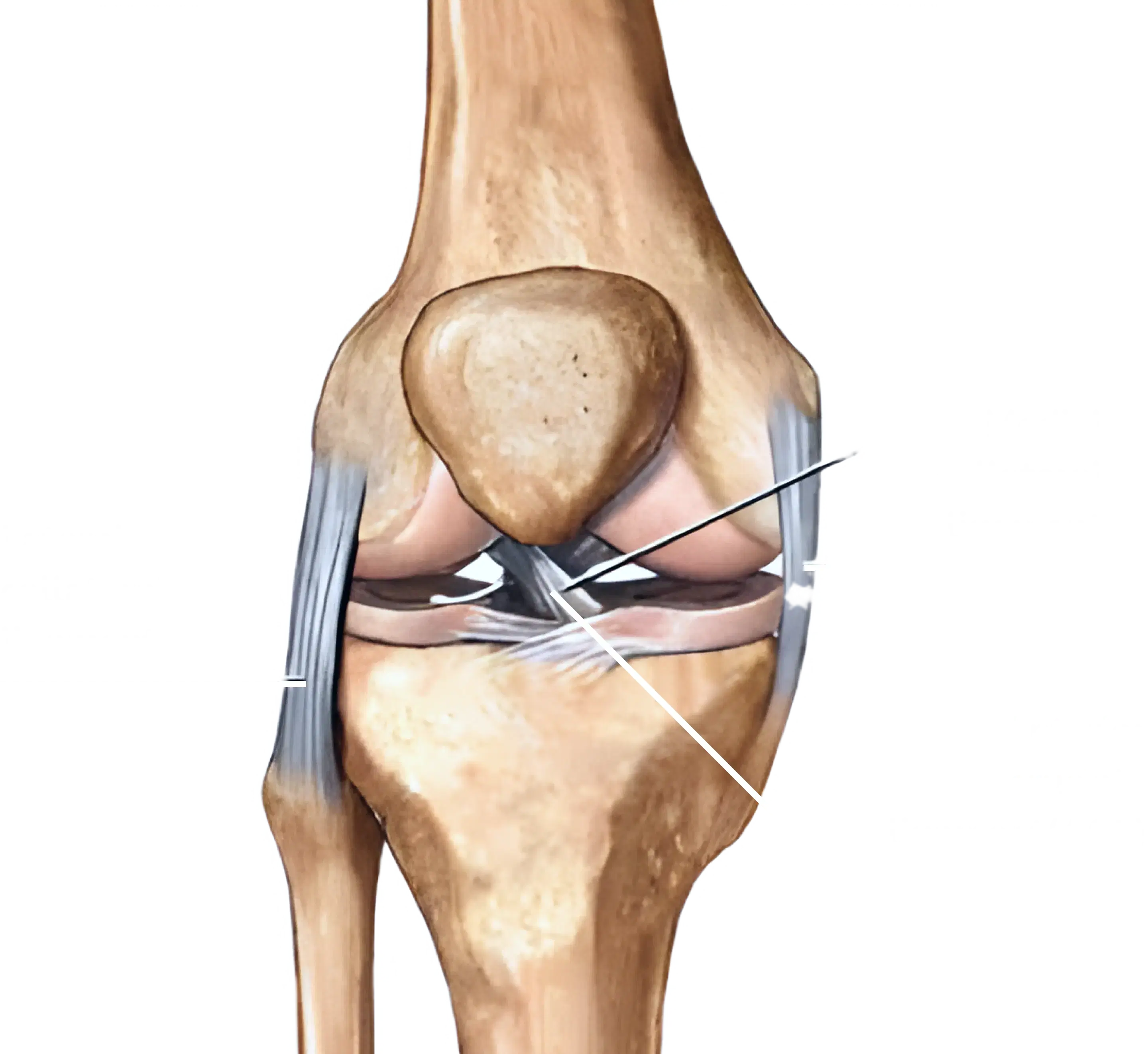 knee Header Desktop